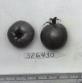 Click for 1 image(s) for this accession. FRUIT